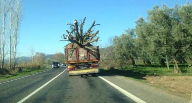 İznik'te asırlık zeytin ağaçları kesilip internetten satılıyor