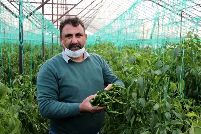 Yeşil biber fiyatındaki artış üreticiye göbek attırdı