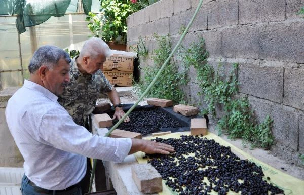 Antalya'da 87 yıl sonra kahve üretimine geçiliyor