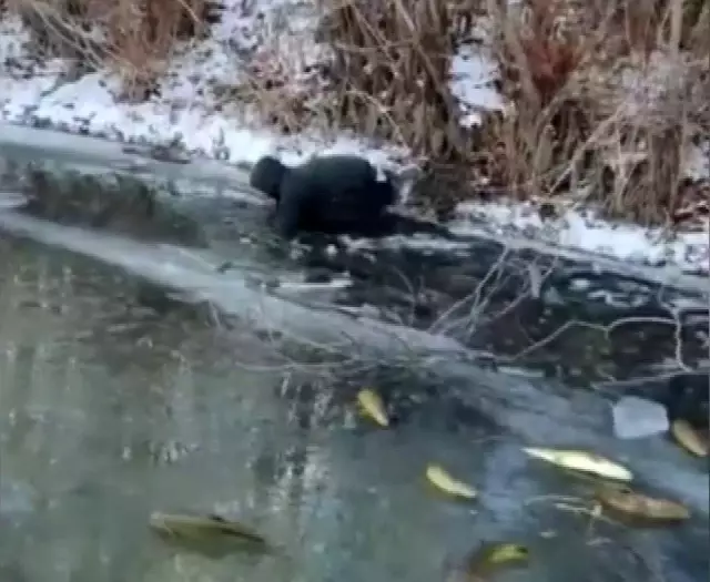 Eksi 20 derece bile onları durduramadı! Buz tutan nehirde elleriyle balık avladılar