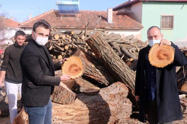 İçinden 'ay-yıldız' figürü çıkan kayısı ağacı incelemeye alındı