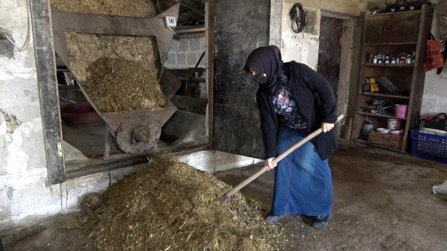 Kadın girişimci devletten hibe aldığı 6 düve ile hayvancılığa başladı, şimdi paraya para demiyor Kadın girişimci devletten hibe aldığı 6 düve ile hayvancılığa başladı, şimdi paraya para demiyor
