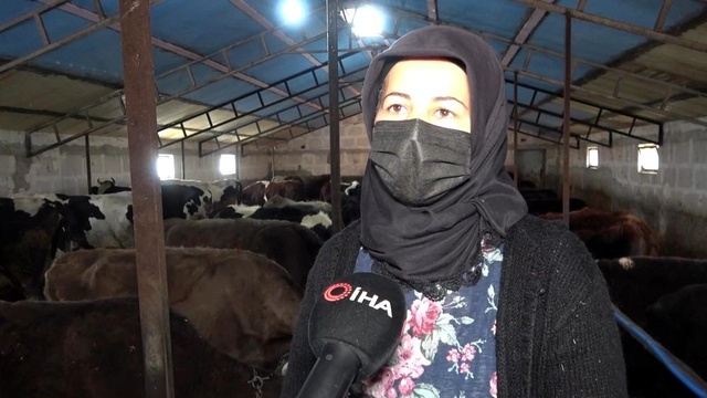 Kadın girişimci devletten hibe aldığı 6 düve ile hayvancılığa başladı, şimdi paraya para demiyor Kadın girişimci devletten hibe aldığı 6 düve ile hayvancılığa başladı, şimdi paraya para demiyor