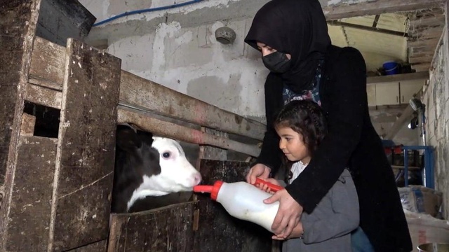 Kadın girişimci devletten hibe aldığı 6 düve ile hayvancılığa başladı, şimdi paraya para demiyor Kadın girişimci devletten hibe aldığı 6 düve ile hayvancılığa başladı, şimdi paraya para demiyor