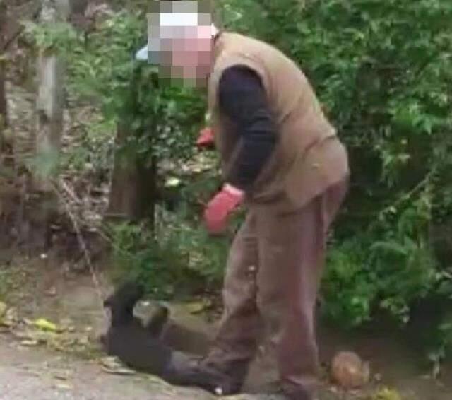 Yavru köpekleri annelerinden ayıran belediye görevlilerini uyaran genç kız saldırıya uğradı