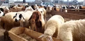 Tarım işçisi devlet desteği sayesinde sürü sahibi oldu