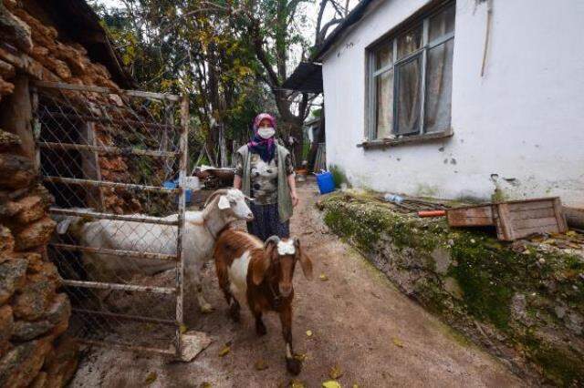 Tepkilere aldırış etmeyen kadın, şehrin göbeğinde çobanlık yapıyor Tepkilere aldırış etmeyen kadın, şehrin göbeğinde çobanlık yapıyor