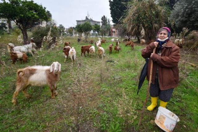 Tepkilere aldırış etmeyen kadın, şehrin göbeğinde çobanlık yapıyor