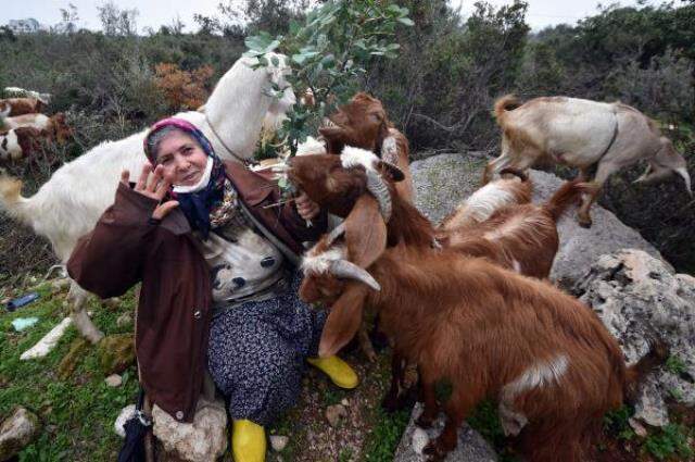 Tepkilere aldırış etmiyor, şehrin göbeğinde çobanlık yapıyor Tepkilere aldırış etmiyor, şehrin göbeğinde çobanlık yapıyor