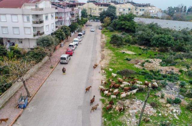 Tepkilere aldırış etmiyor, şehrin göbeğinde çobanlık yapıyor Tepkilere aldırış etmiyor, şehrin göbeğinde çobanlık yapıyor