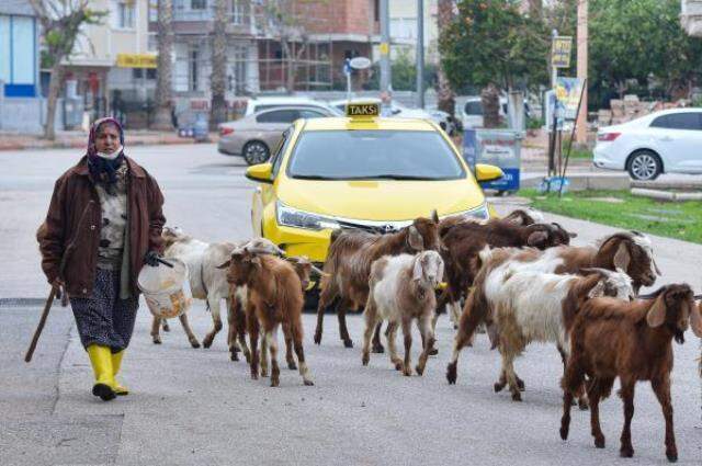 Tepkilere aldırış etmiyor, şehrin göbeğinde çobanlık yapıyor Tepkilere aldırış etmiyor, şehrin göbeğinde çobanlık yapıyor