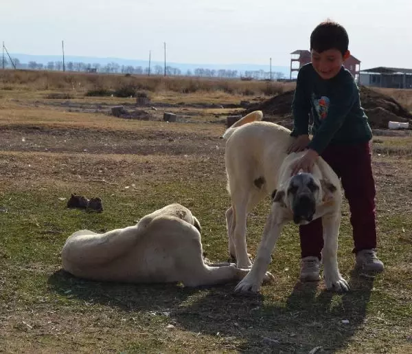 Fiyatı 70 bin liraya kadar çıkıyor! 'Aksaray malaklısı' almak isteyenler, 6 ay sırada bekliyor