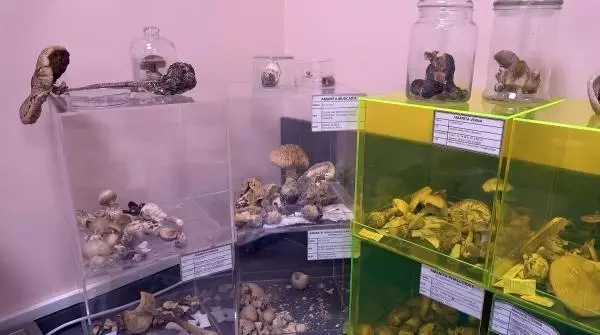 2 bin yıllık tarihi olan 'ölümsüzlük mantarı' Düzce'de üretildi 2 bin yıllık tarihi olan 'ölümsüzlük mantarı' Düzce'de üretildi