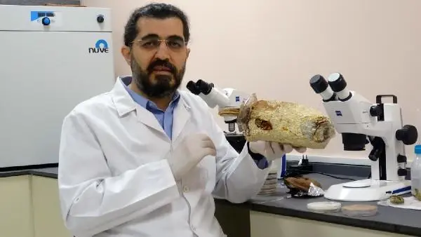 2 bin yıllık tarihi olan 'ölümsüzlük mantarı' Düzce'de üretildi 2 bin yıllık tarihi olan 'ölümsüzlük mantarı' Düzce'de üretildi