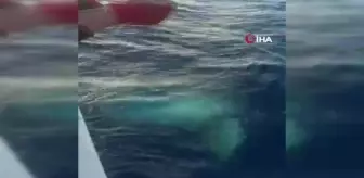 Oltaya takılan dev balık balıkçıları şaşırttı