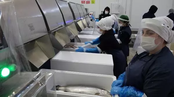 Japon sofralarında 'suşi' olan 'Karadeniz somonu geçen yıl ülkeye 23,7 milyon dolar kazandırdı