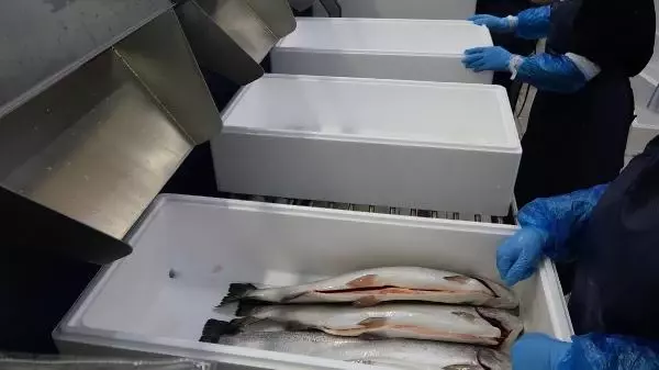 Japon sofralarında 'suşi' olan 'Karadeniz somonu geçen yıl ülkeye 23,7 milyon dolar kazandırdı