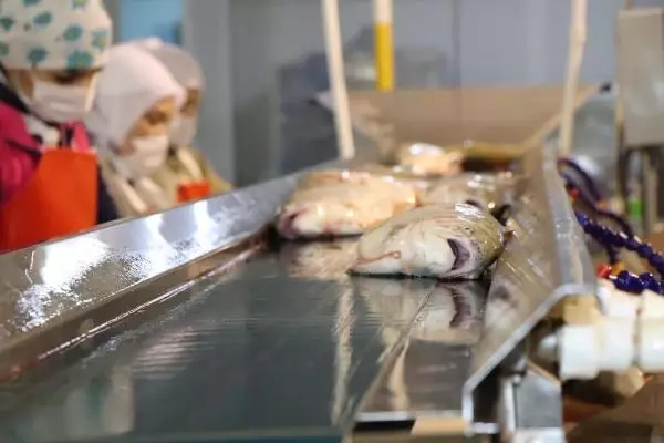 Japon sofralarında 'suşi' olan 'Karadeniz somonu geçen yıl ülkeye 23,7 milyon dolar kazandırdı