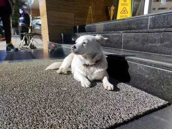 Hastane kapısından bir an olsun ayrılmadı! Vefalı köpek günlerce tedavi gören sahibini bekledi