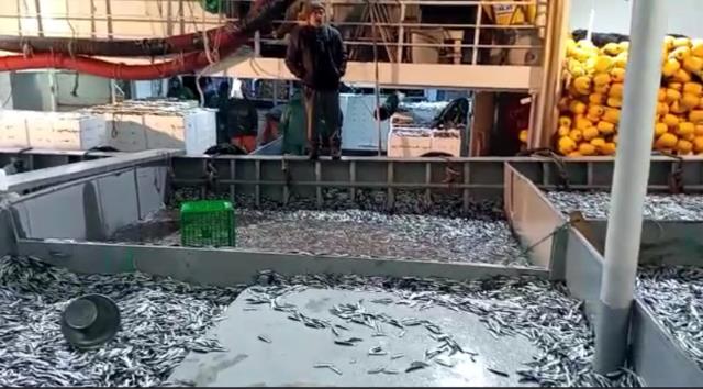 Balıkçılar hamsi avının serbest olduğu İğneada'ya akın etti