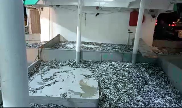 Balıkçılar hamsi avının serbest olduğu İğneada'ya akın etti