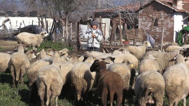 Hem okuyup hem çobanlık yapan Şevki, sosyal medyada fenomen oldu Hem okuyup hem çobanlık yapan Şevki, sosyal medyada fenomen oldu