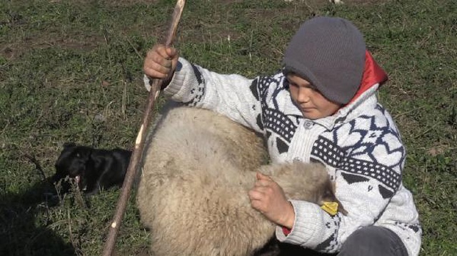 Hem okuyup hem çobanlık yapan Şevki, sosyal medyada fenomen oldu Hem okuyup hem çobanlık yapan Şevki, sosyal medyada fenomen oldu