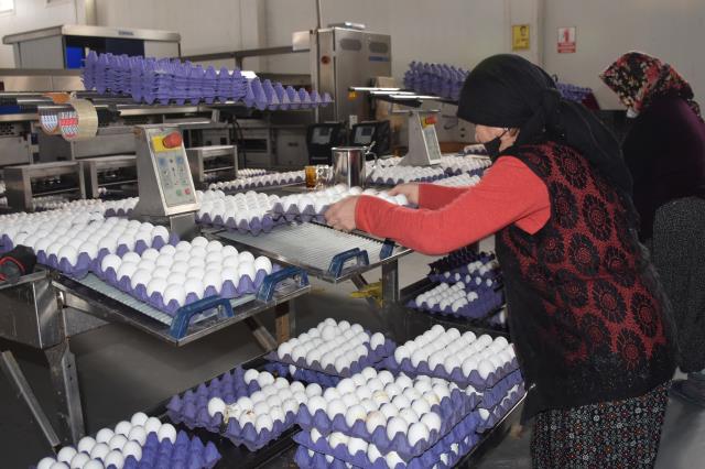 Afyonkarahisar'dan geçen yıl 32,6 milyon dolarlık yumurta ihraç edildi