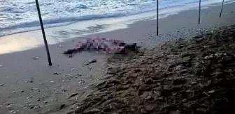 Sahilde bulunan cansız bedenin sır perdesi aralandı; kaçak göçmen dramı çıktı