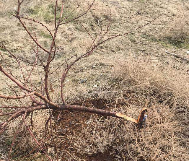 Sürekli ağaçlarını kesen şahsı, bahçesine kurduğu 17 bin liralık fotokapanla yakaladı Sürekli ağaçlarını kesen şahsı, bahçesine kurduğu 17 bin liralık fotokapanla yakaladı