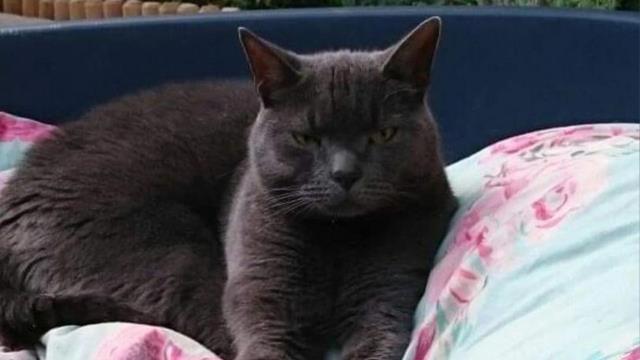 Beş yıl önce kaybolan kedi, iki sokak ötede kör bir şekilde bulundu