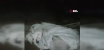 Son dakika: Ürgüp'te köpek katliamı... Ağızları ve ayaklarından bağlanmış 9 köpek bulundu