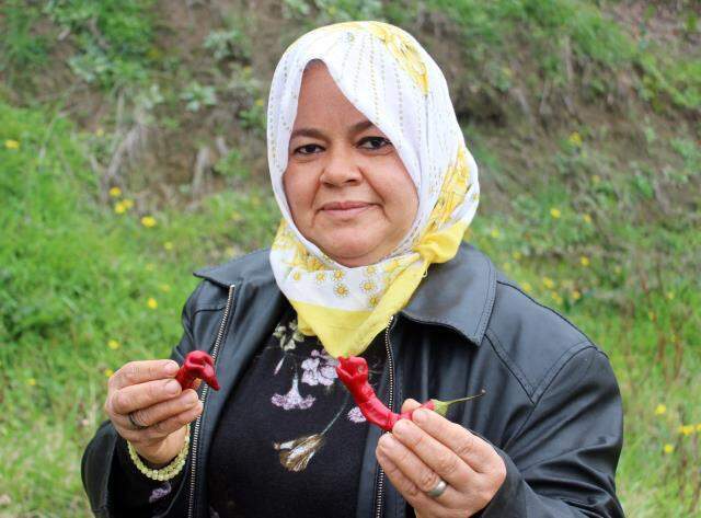 Topladığı biberlerden birinin yılana benzediğini gören çiftçi şaşkınlığını gizleyemedi