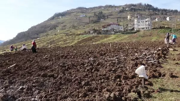 İtalya'dan gelen 'Drakula' Maçka'da çiftçinin kabusu oldu! Fındık ağaçları bir bir yakılıyor