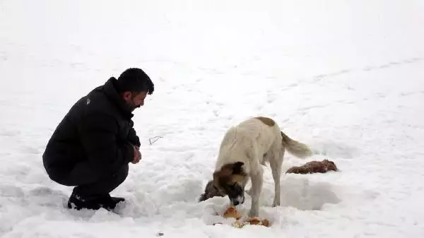 Köpek, donarak ölen yavrularının başından 5 gündür ayrılmıyor