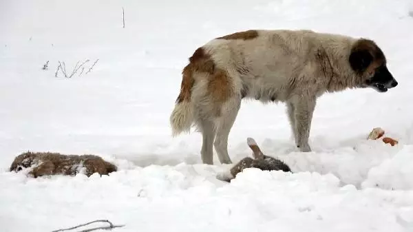 Köpek, donarak ölen yavrularının başından 5 gündür ayrılmıyor