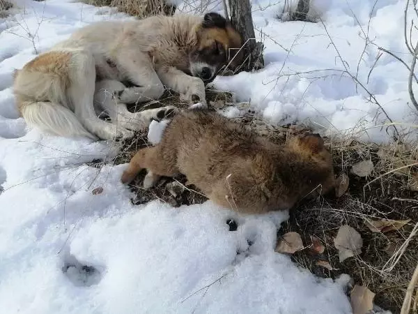 Köpek, donarak ölen yavrularının başından 5 gündür ayrılmıyor