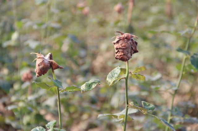 Selin vurduğu '14 Şubat güllerine' yapışan balçık, üreticileri büyük zarara uğrattı