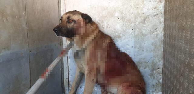 Tüfekle köpeği yaralayan caniden skandal sözler: Gören de adam öldürdük sanır