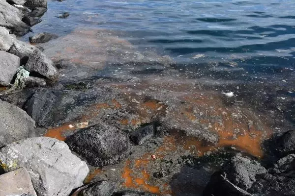 Marmara Denizi'ndeki 'deniz salyası' balıkçıları vurdu! Ağlar çamur gibi olunca elleri boş kaldı