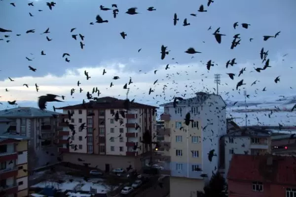 Ardahan, korku filmindeki gibi karga istilasına uğradı