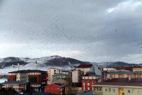 Ardahan, korku filmindeki gibi karga istilasına uğradı