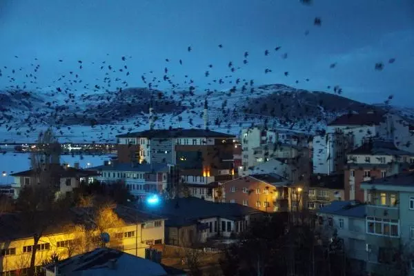 Ardahan, korku filmindeki gibi karga istilasına uğradı