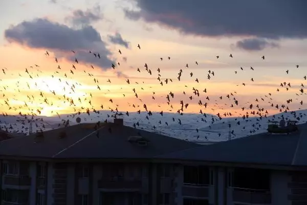 Ardahan, korku filmindeki gibi karga istilasına uğradı