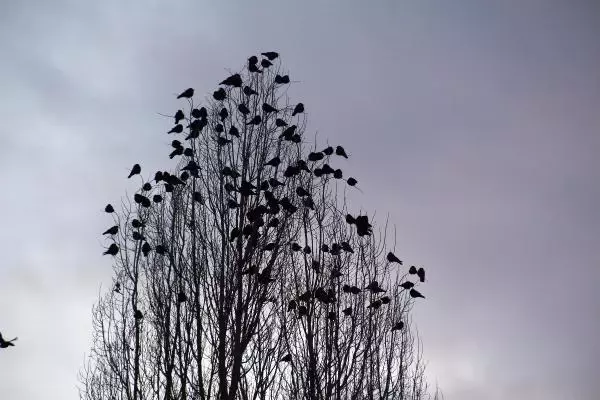 Ardahan, korku filmindeki gibi karga istilasına uğradı