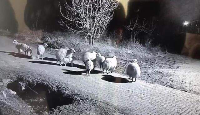 Şehit annesinin koyunları çalındı! Koyunları çalma anları saniye saniye kamerada