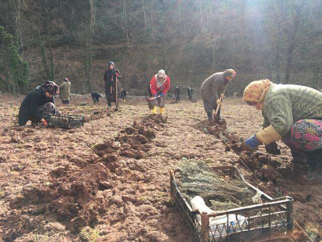 Bartın'da lavanta yetiştiriciliği yaygınlaşıyor Bartın'da lavanta yetiştiriciliği yaygınlaşıyor