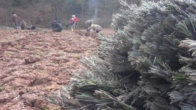 Bartın'da lavanta yetiştiriciliği yaygınlaşıyor Bartın'da lavanta yetiştiriciliği yaygınlaşıyor