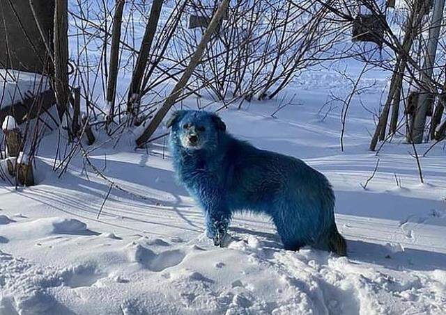 Kapatılan fabrikadan sızan kimyasal atığın, köpeklerin rengini maviye çevirdiği iddia edildi Kapatılan fabrikadan sızan kimyasal atığın, köpeklerin rengini maviye çevirdiği iddia edildi