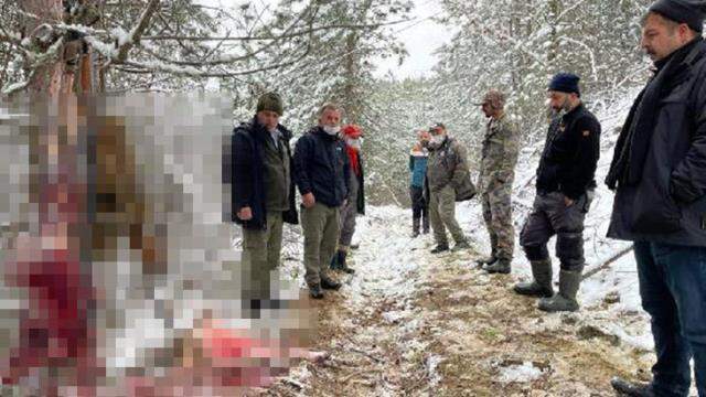 Vicdansızlar, tüfekle vurdukları hamile karacanın derisini yüzerken suçüstü yakalandı Vicdansızlar, tüfekle vurdukları hamile karacanın derisini yüzerken suçüstü yakalandı